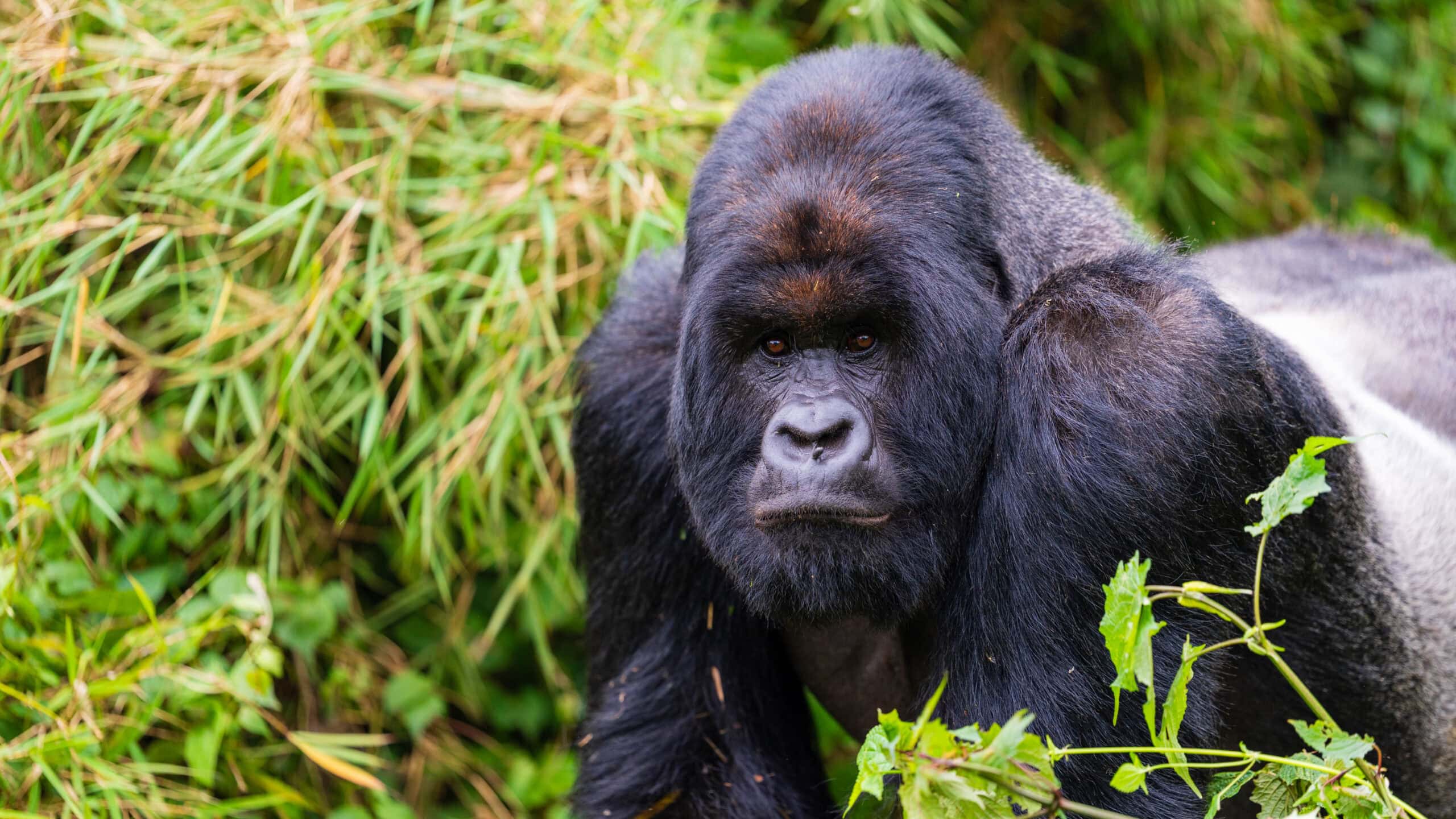 Safari Advisor vs DIY Booking: Which Approach Is Right for You?