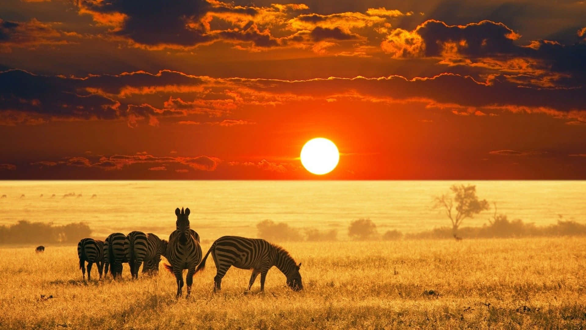 South Africa Safari Entry Requirements and Visas