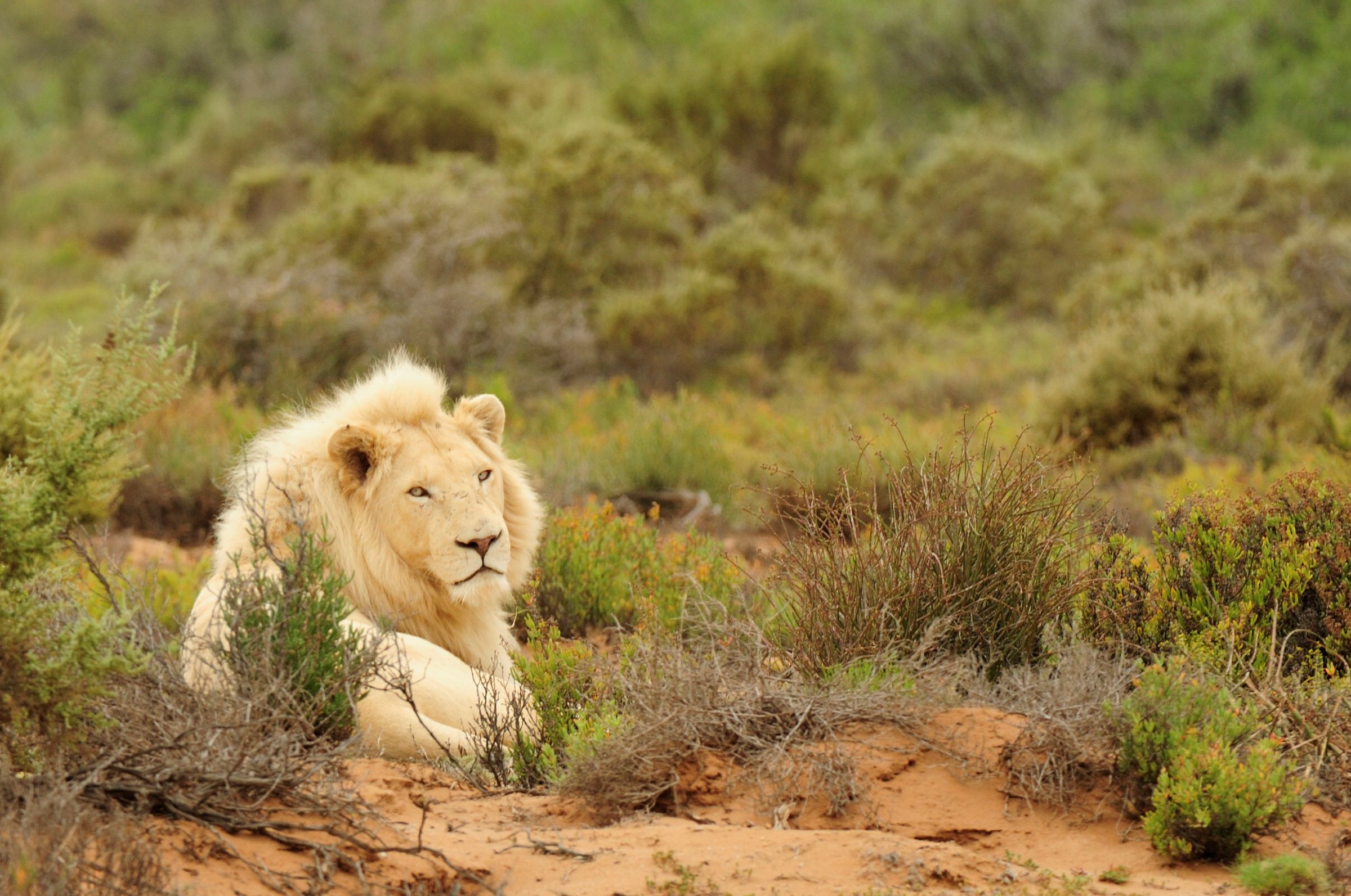 Safari Planning Timeline – When to Book Your Trip