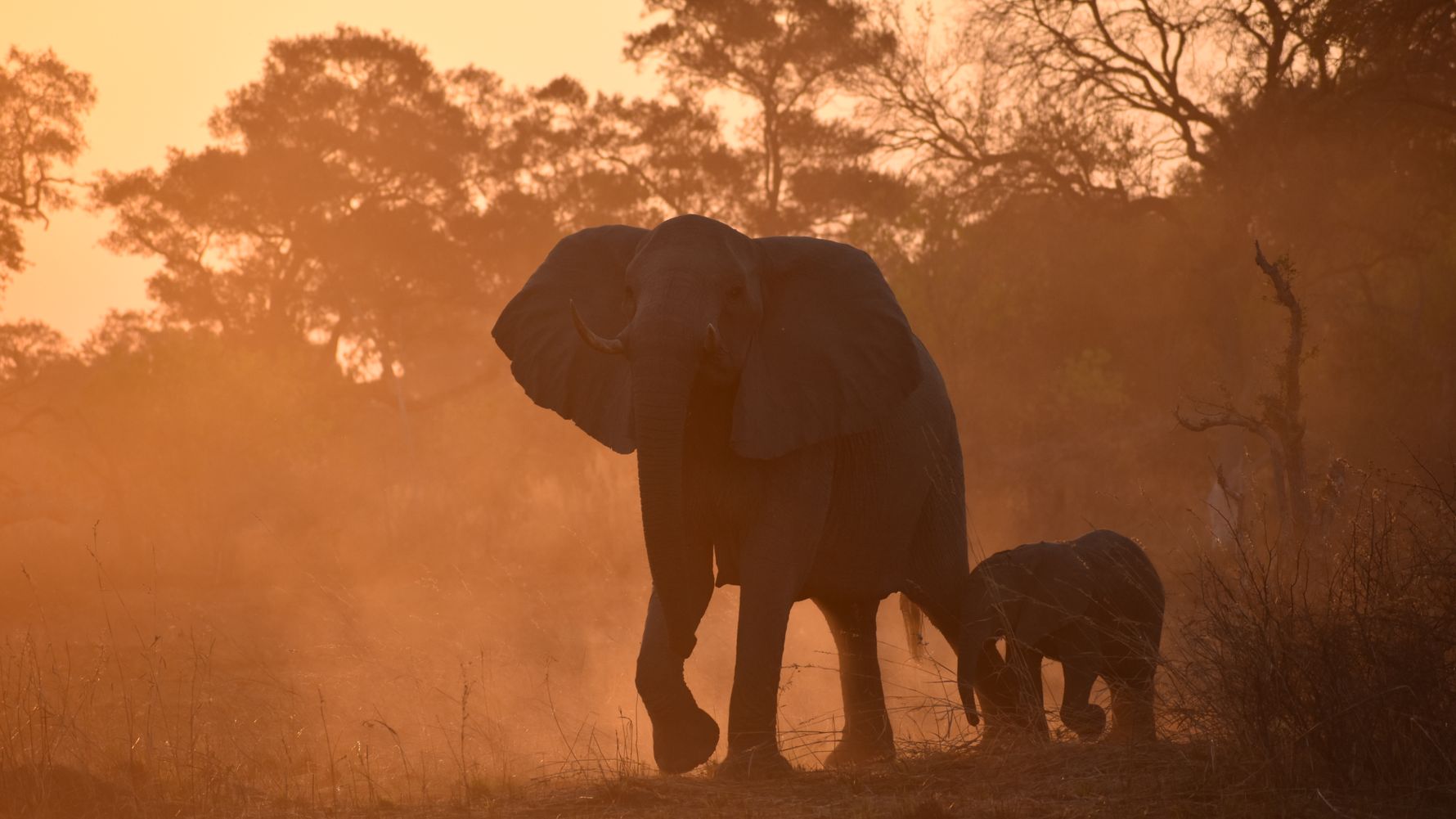 Self-Drive Safari vs Guided Safari