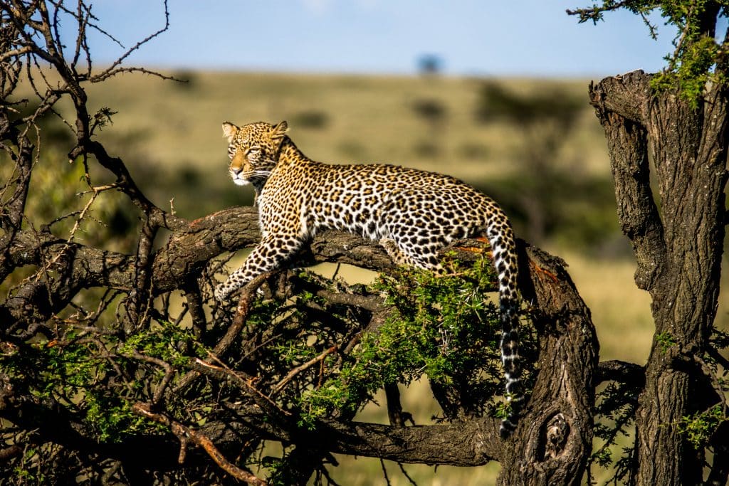 Safari Itinerary Planning Tips