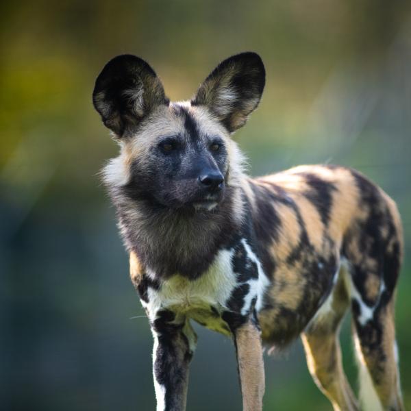 What Documents You Need for an African Safari