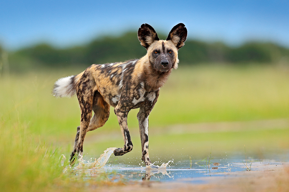 Visa Requirements for African Safaris