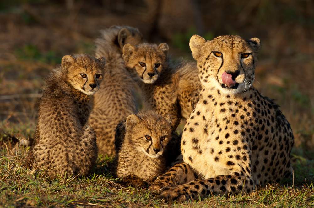 Vaccinations Needed for African Safari Travel