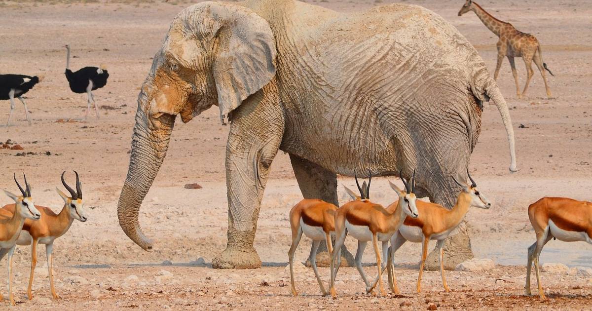 Travel Insurance for African Safaris