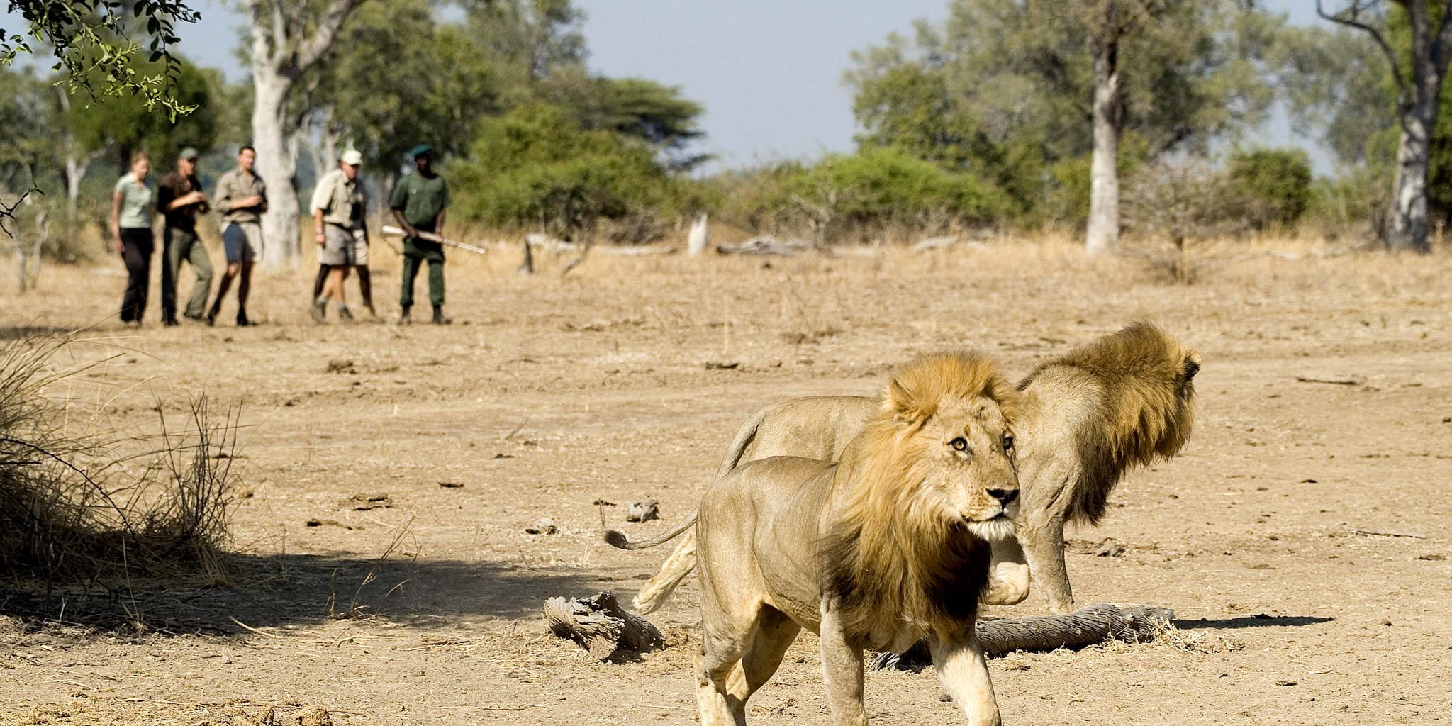 Walking Safari vs Driving Safari Comparison