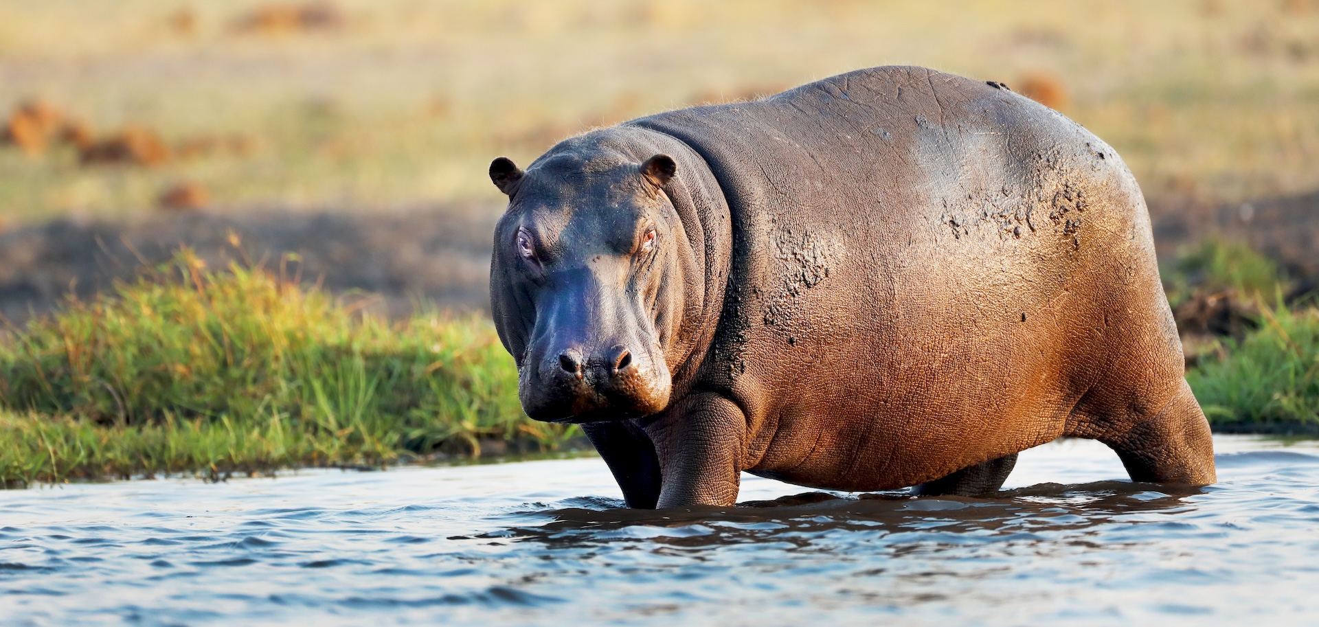 How to Choose a Safari Operator in Tanzania