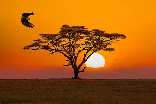 How to Choose a Safari Operator in Kenya