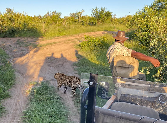 How to Save Money on Safari