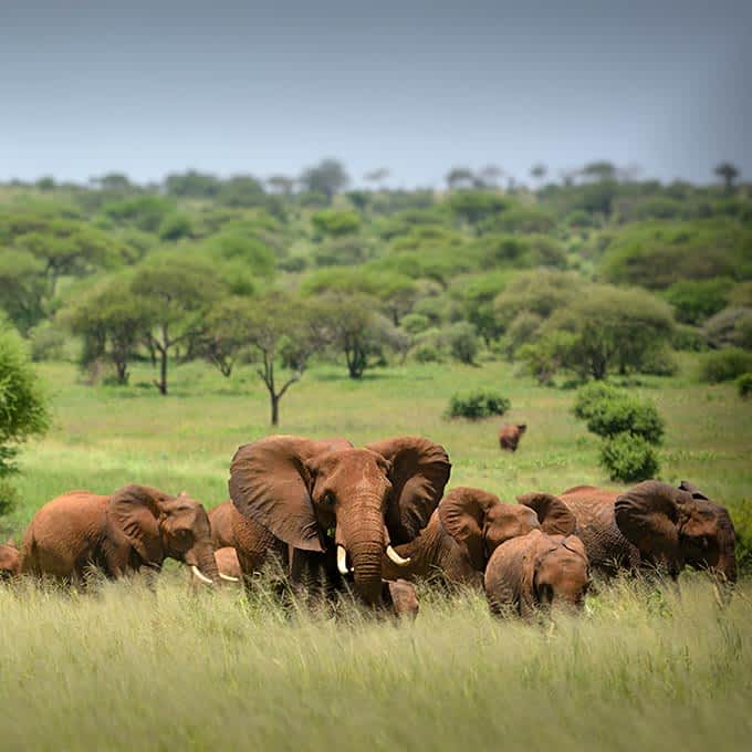 Best Time to Visit Tanzania for Safari