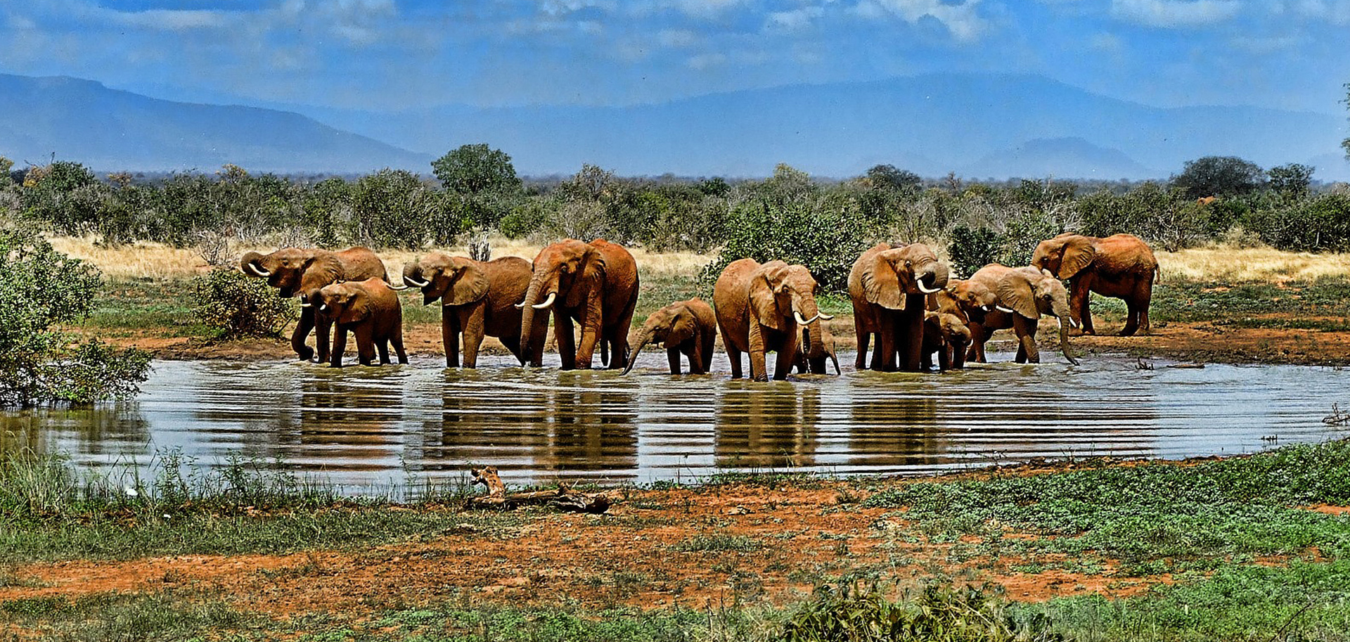 Best Time to Visit Kenya for Safari