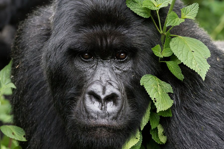 Gorilla Trekking Cost Guide