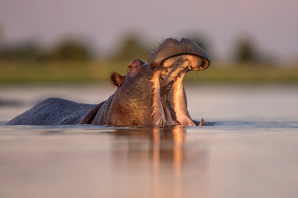 Best Time to Visit South Africa for Safari