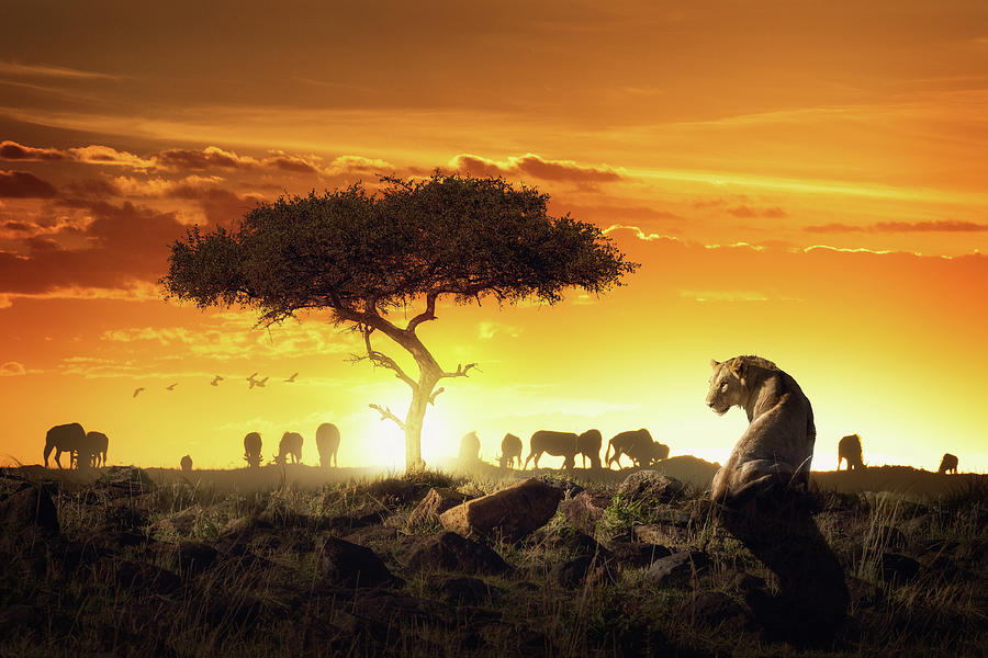 Seasonal Safari Price Differences