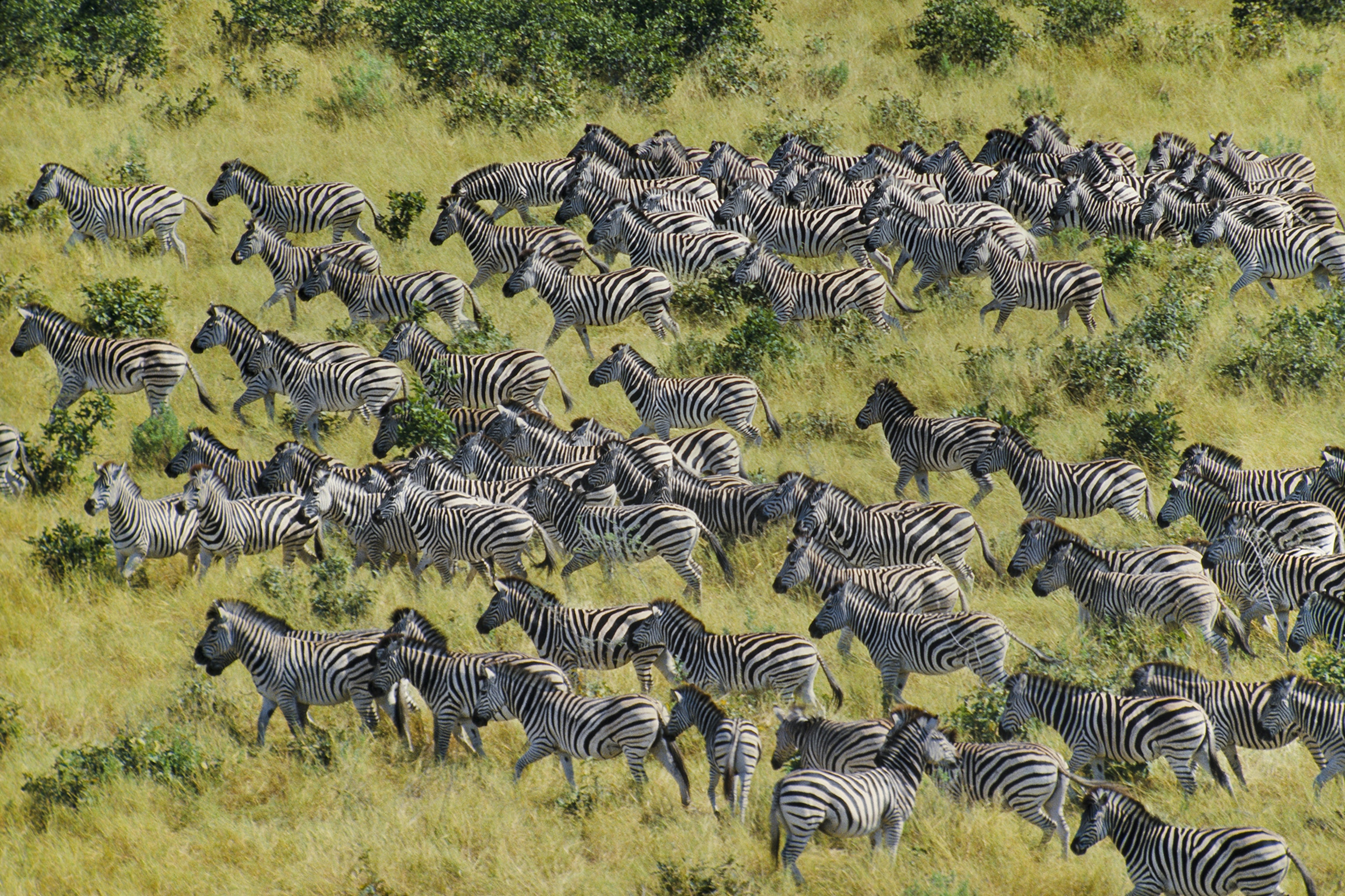 Safari Safety Tips for First-Time Visitors