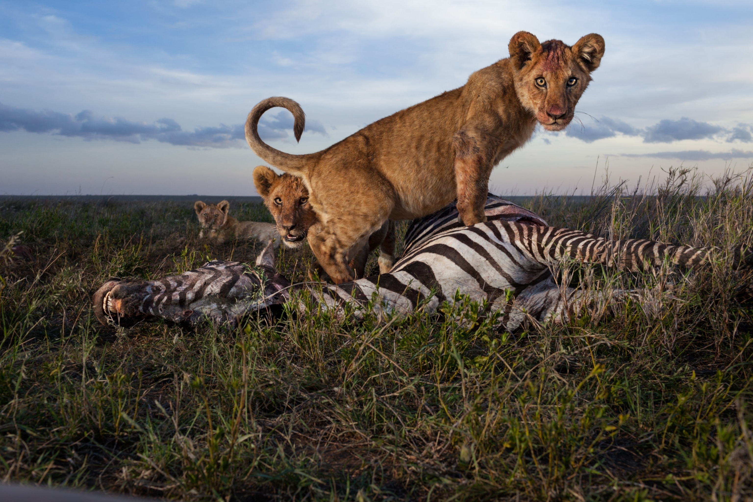 Wildlife Safety on Safari