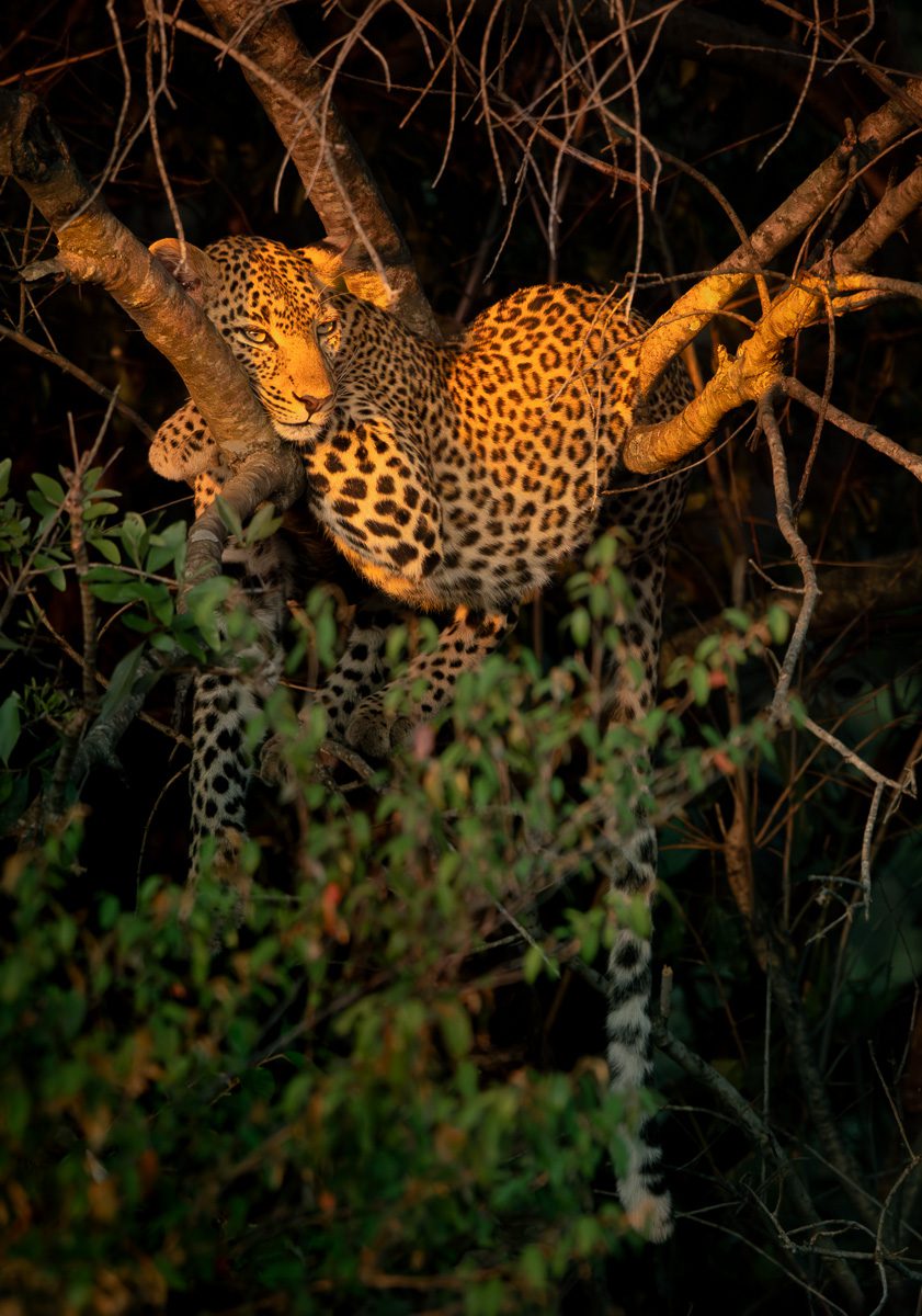 How Safari Operators Train Their Guides