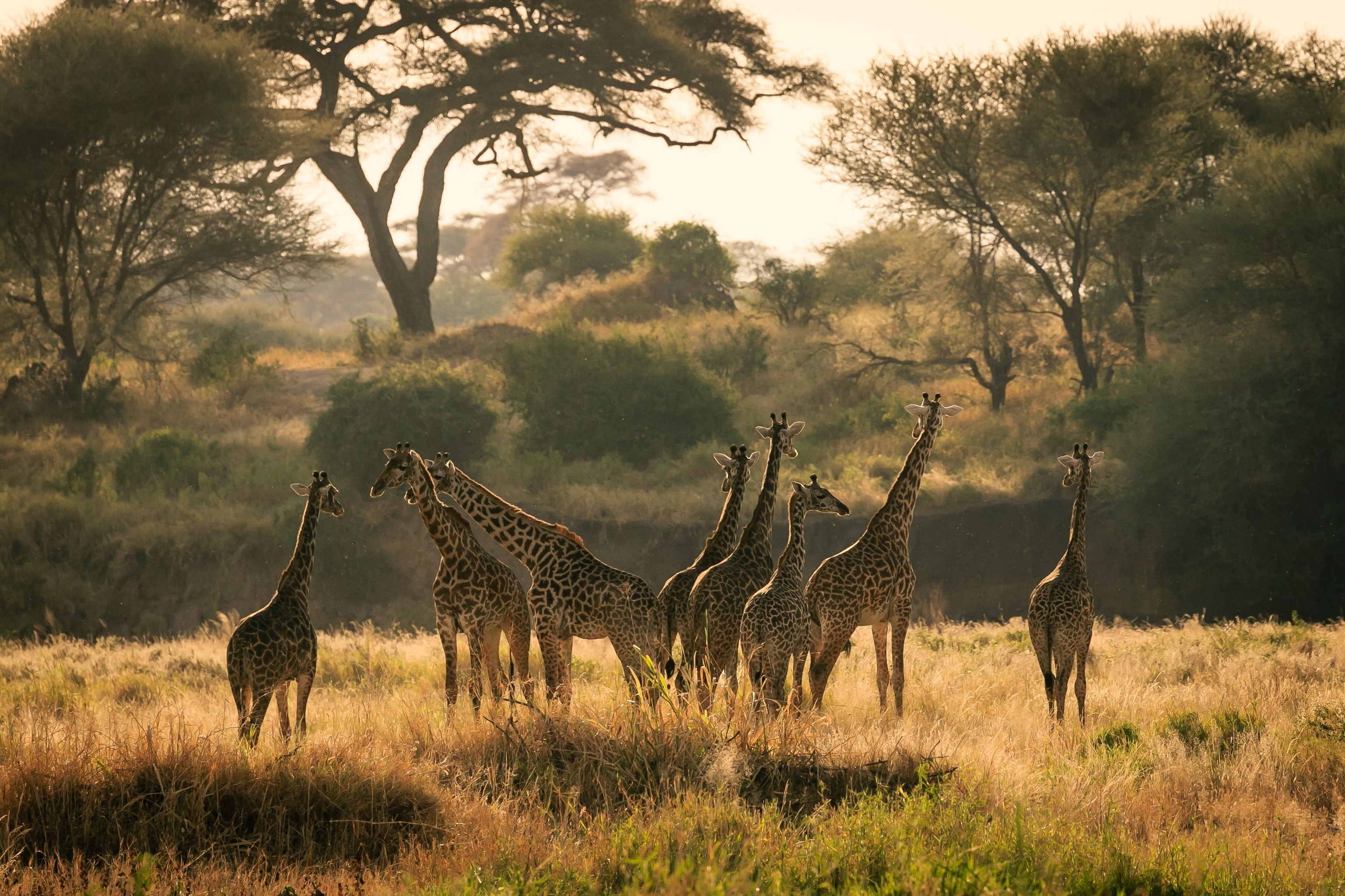 Safari With Travel Agent vs Direct Booking