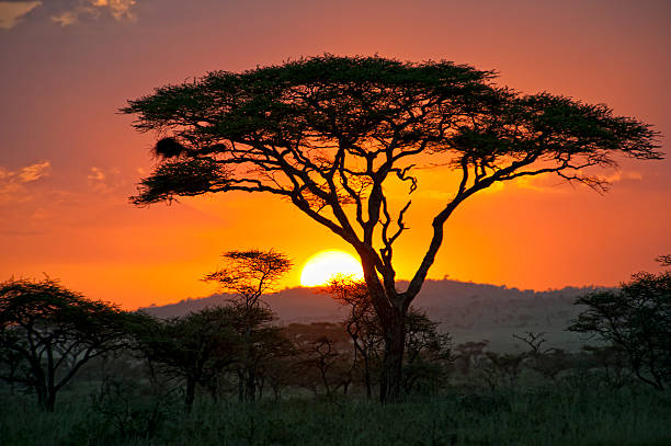 How Safari Operators Handle Dietary Requirements