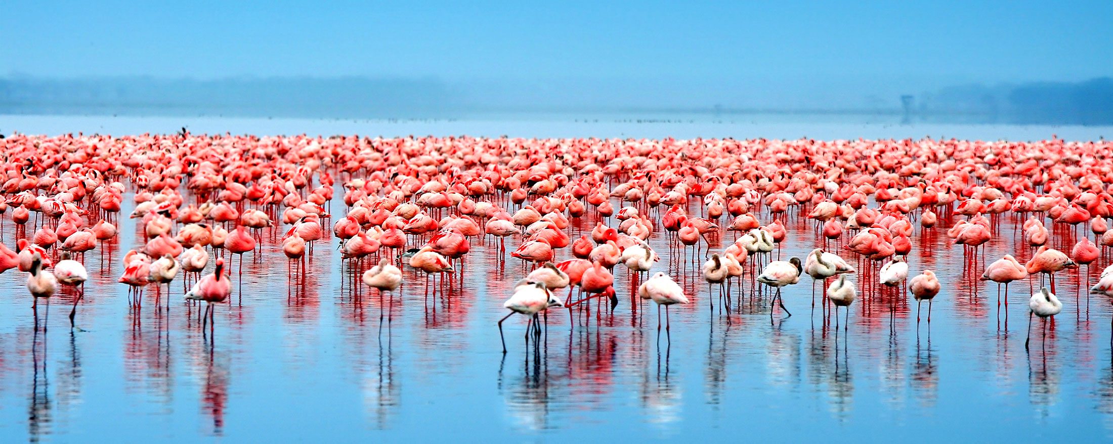 What Defines a Luxury Safari Experience