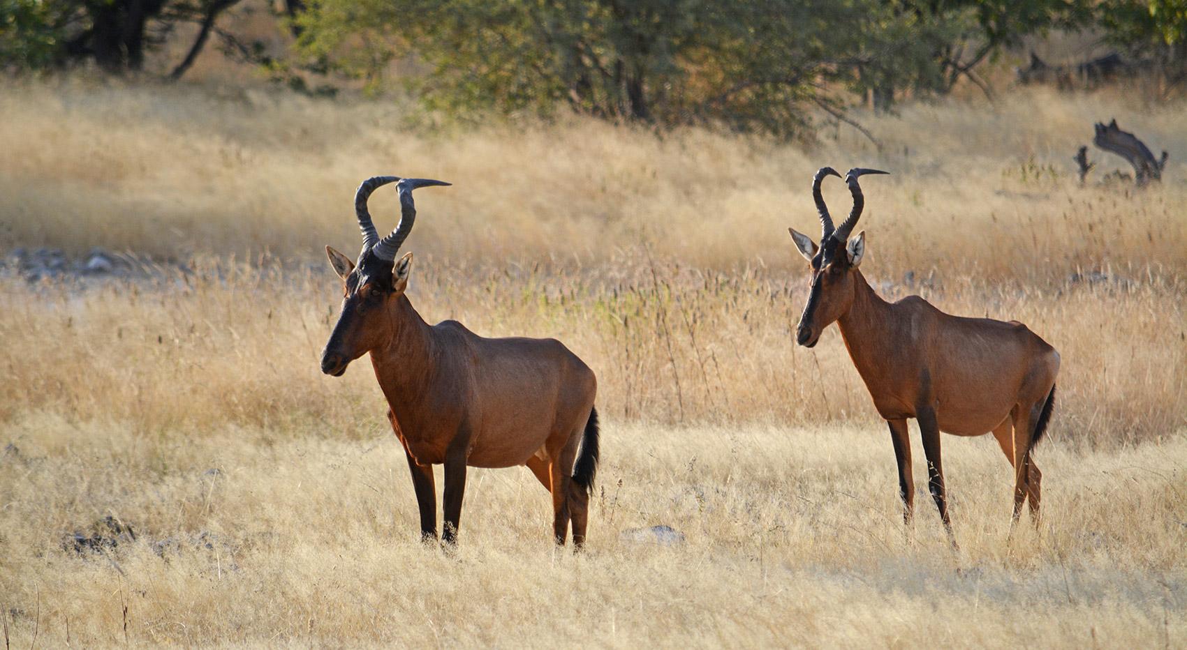 Top 10 Luxury Safari Lodges in Tanzania