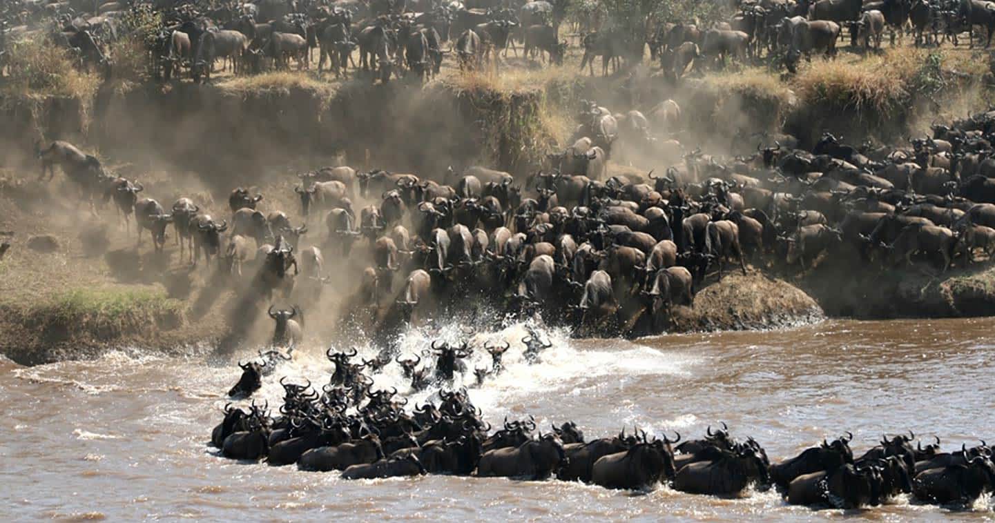 Walking Safari Safety Tips