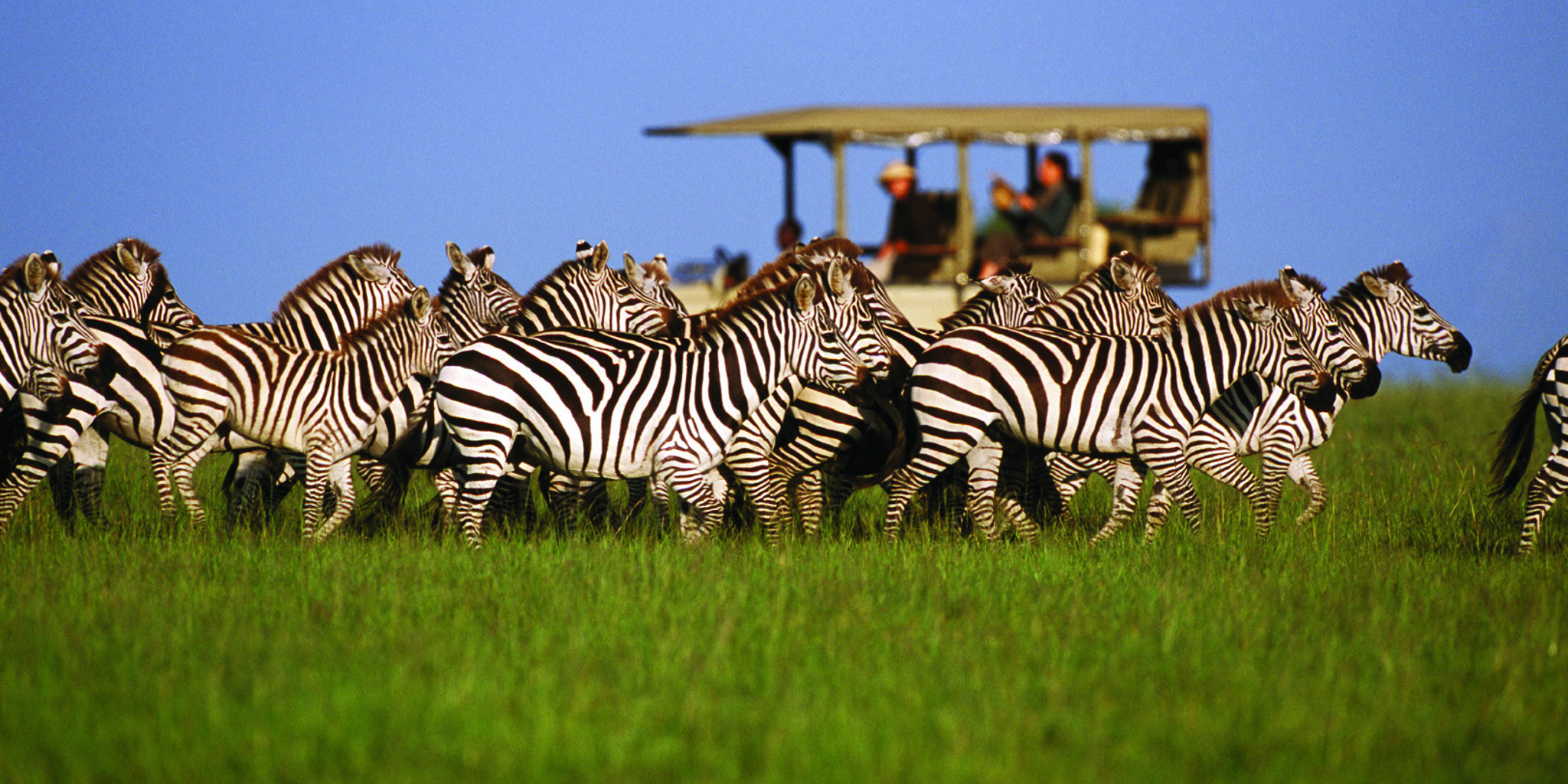 Large Safari Operators vs Small Safari Operators
