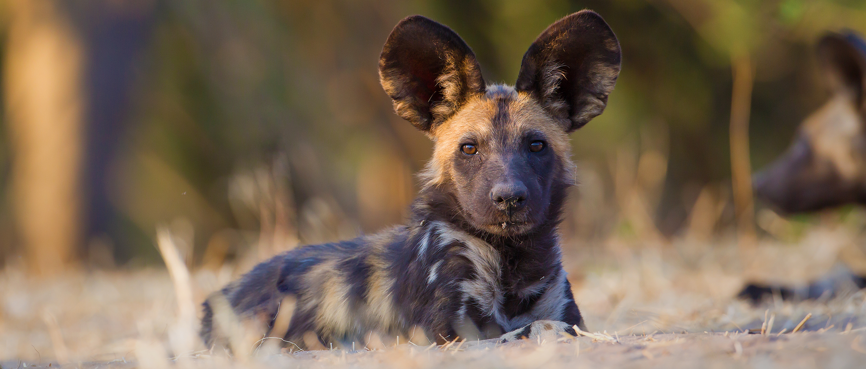 South Africa Safari Domestic Flights Guide