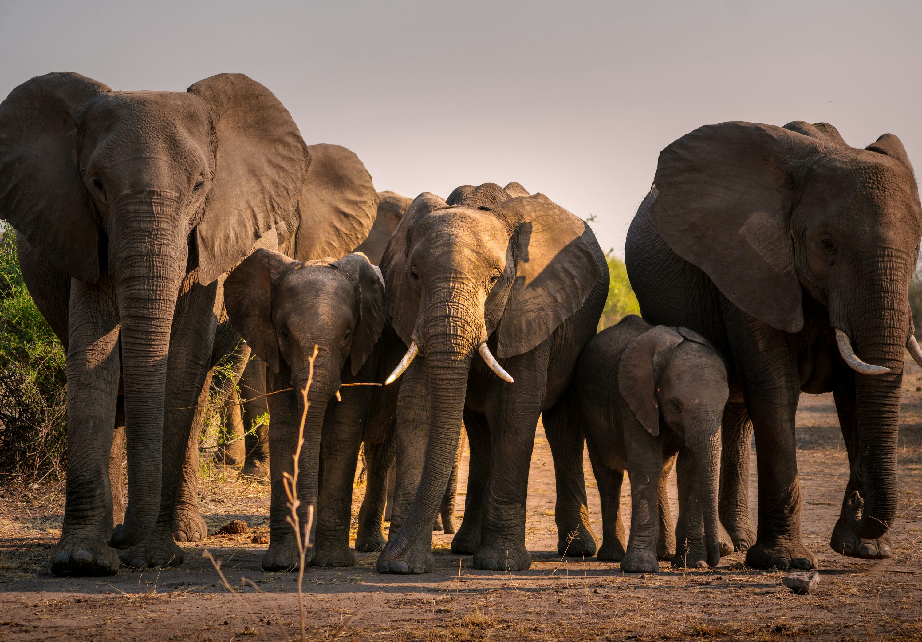 How to Plan a Safari for the First Time Without an Agent