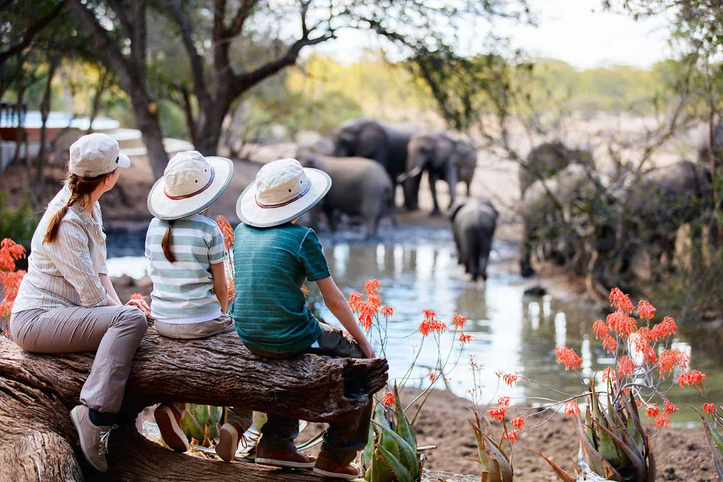 Safari Operators That Specialize in Luxury Safaris