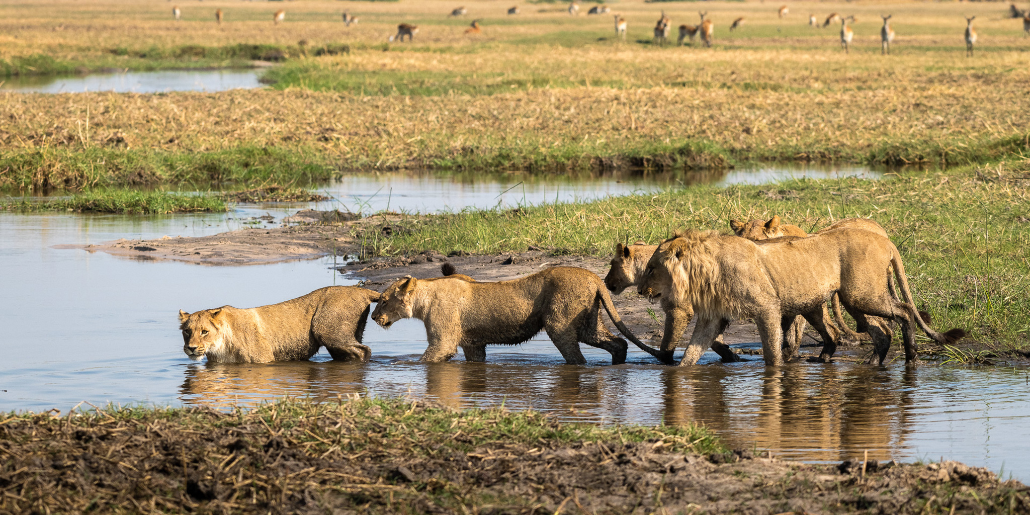 Safari Operators That Specialize in Budget Safaris