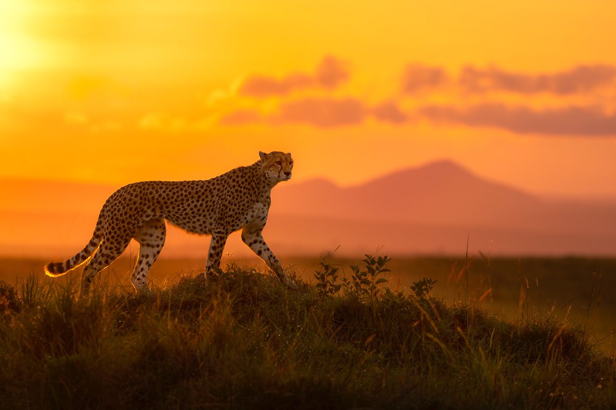 How Much Does a Tanzania Safari Cost in 2026