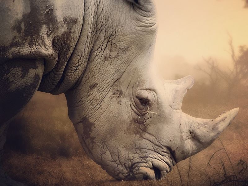 How Much Does a Namibia Safari Cost in 2026