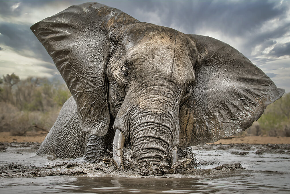 Best Time for Night Drives on Safari
