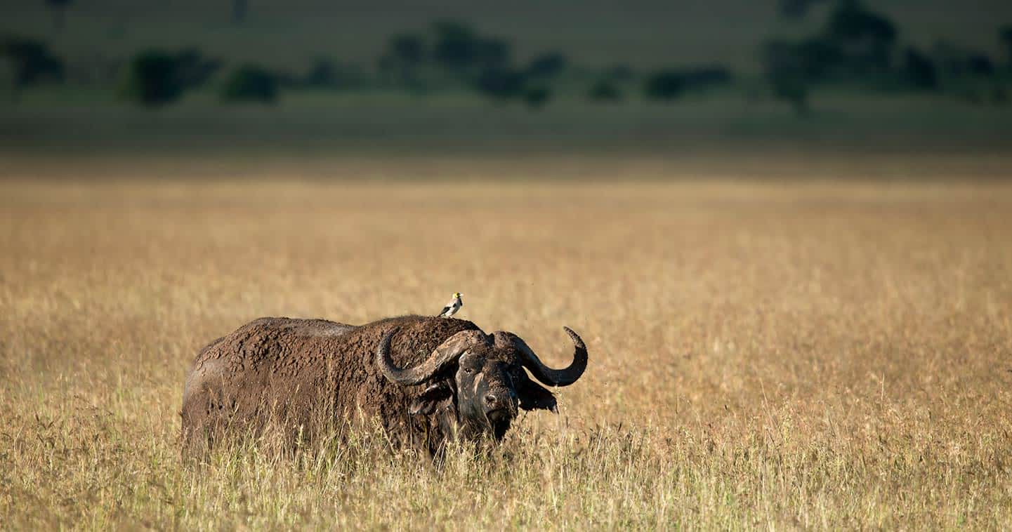 How to Plan a Multi-Country Safari in East Africa