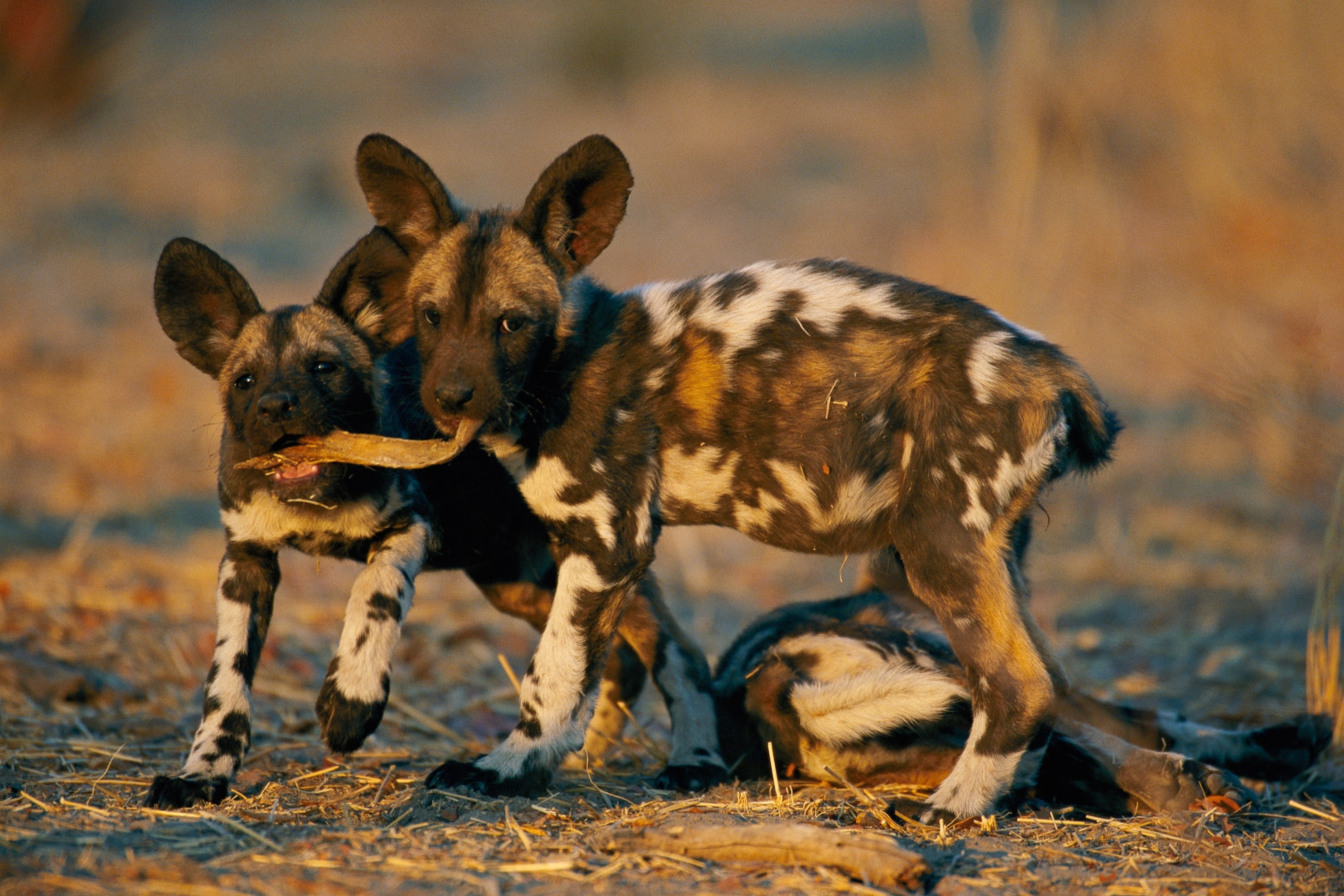 How to Plan a Safari Around the Great Migration