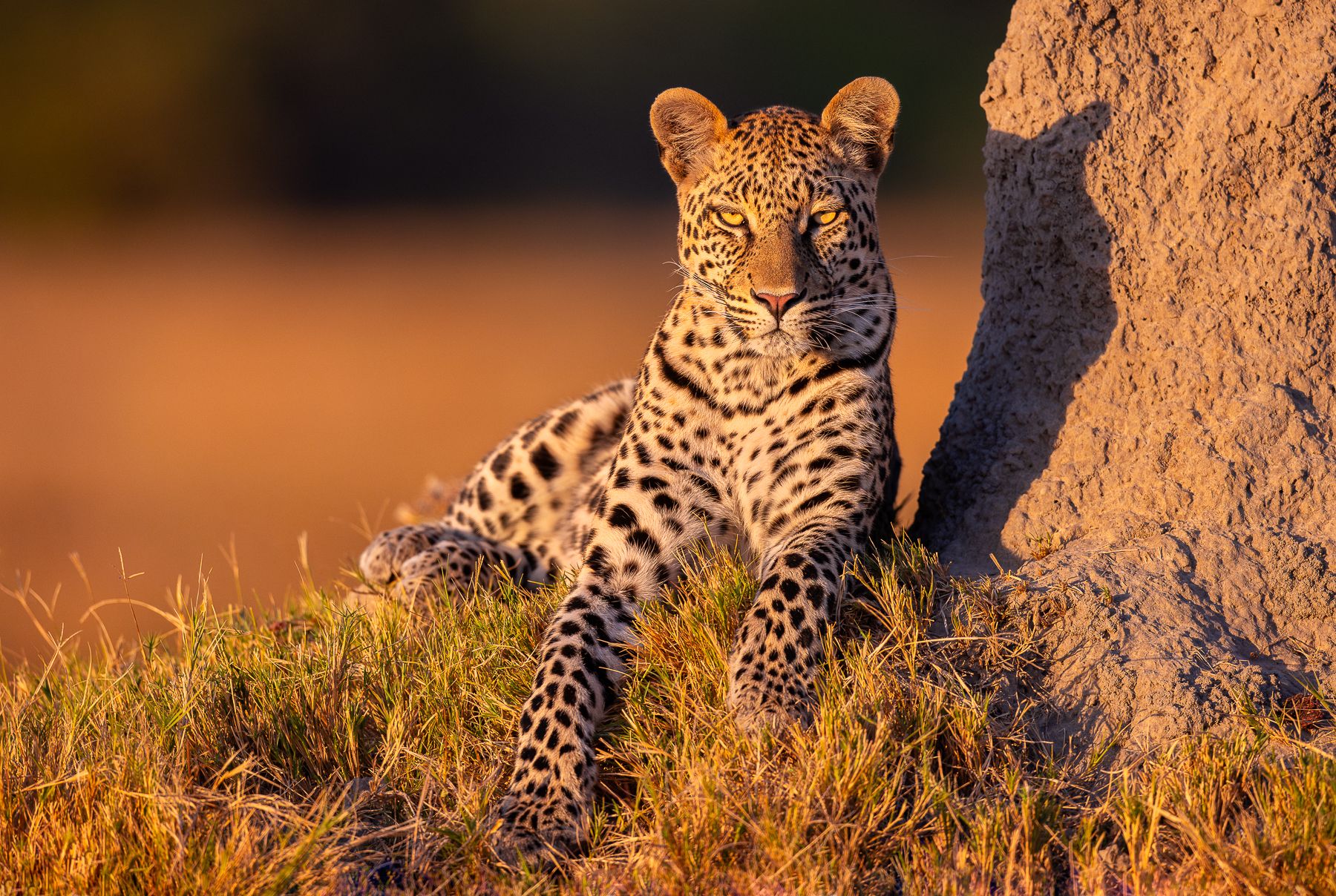 Rare Animals You Can See on Safari