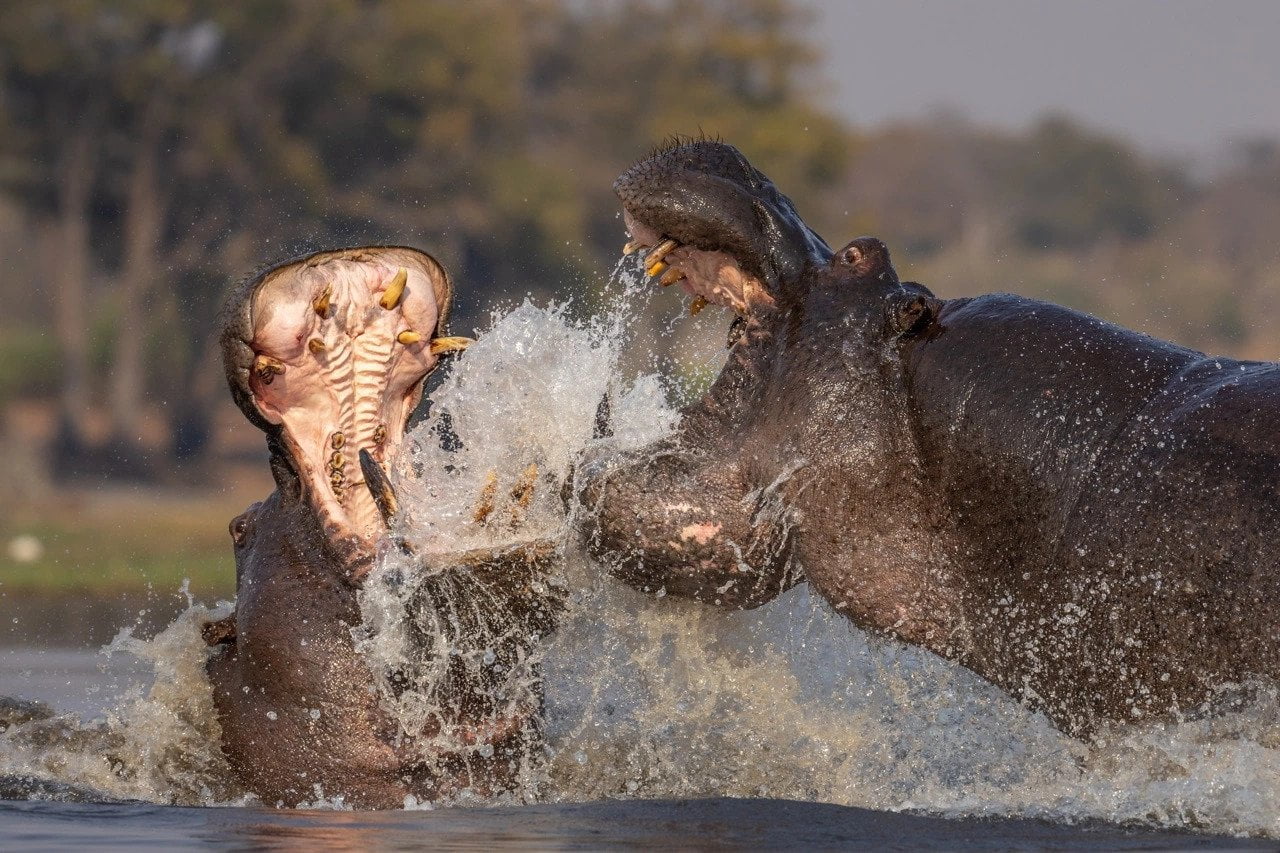 How to Choose a Luxury Safari Lodge