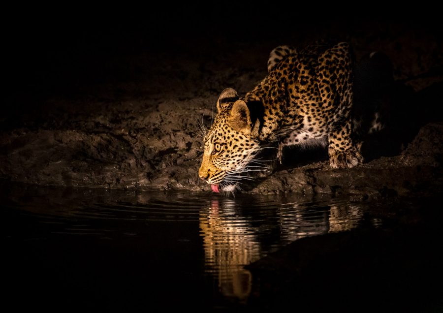 Green Season Safari Advantages