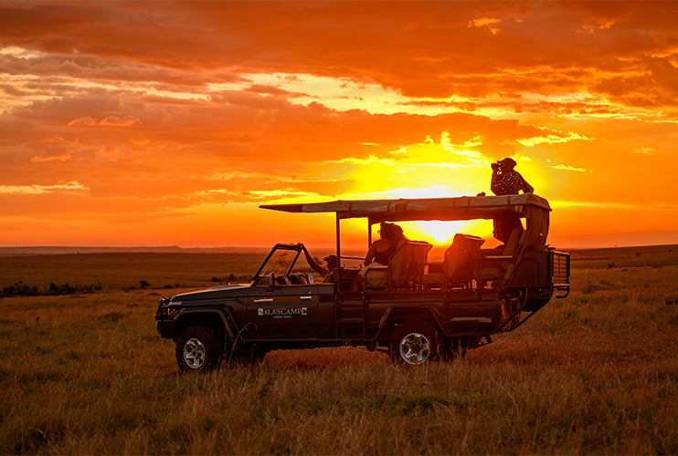 Complete Guide to Giraffe Species and Subspecies