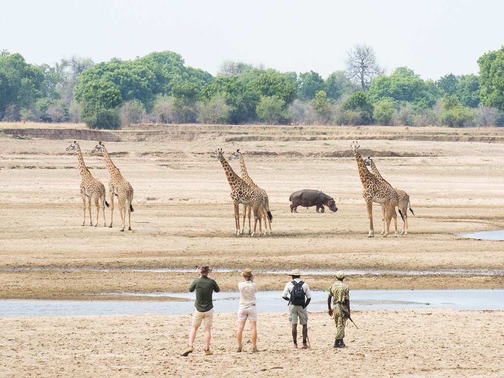 Peak Season Safari Booking Tips