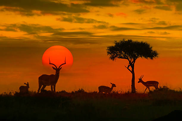 Safari Planning Guide for First-Time Travelers