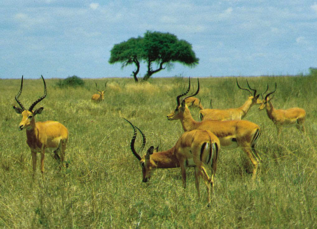 Safari Planning Guide for Luxury Travelers