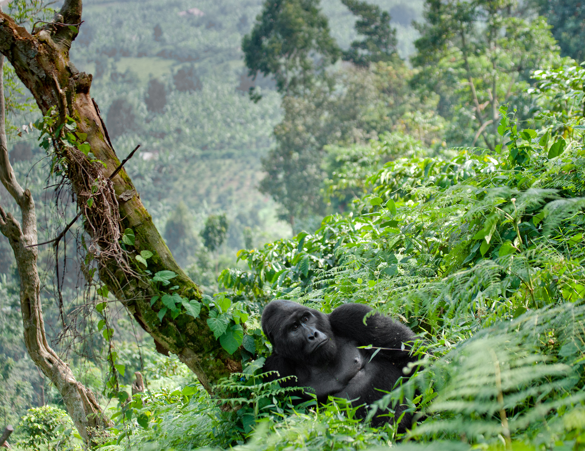 Safari Planning Guide for Family Travelers