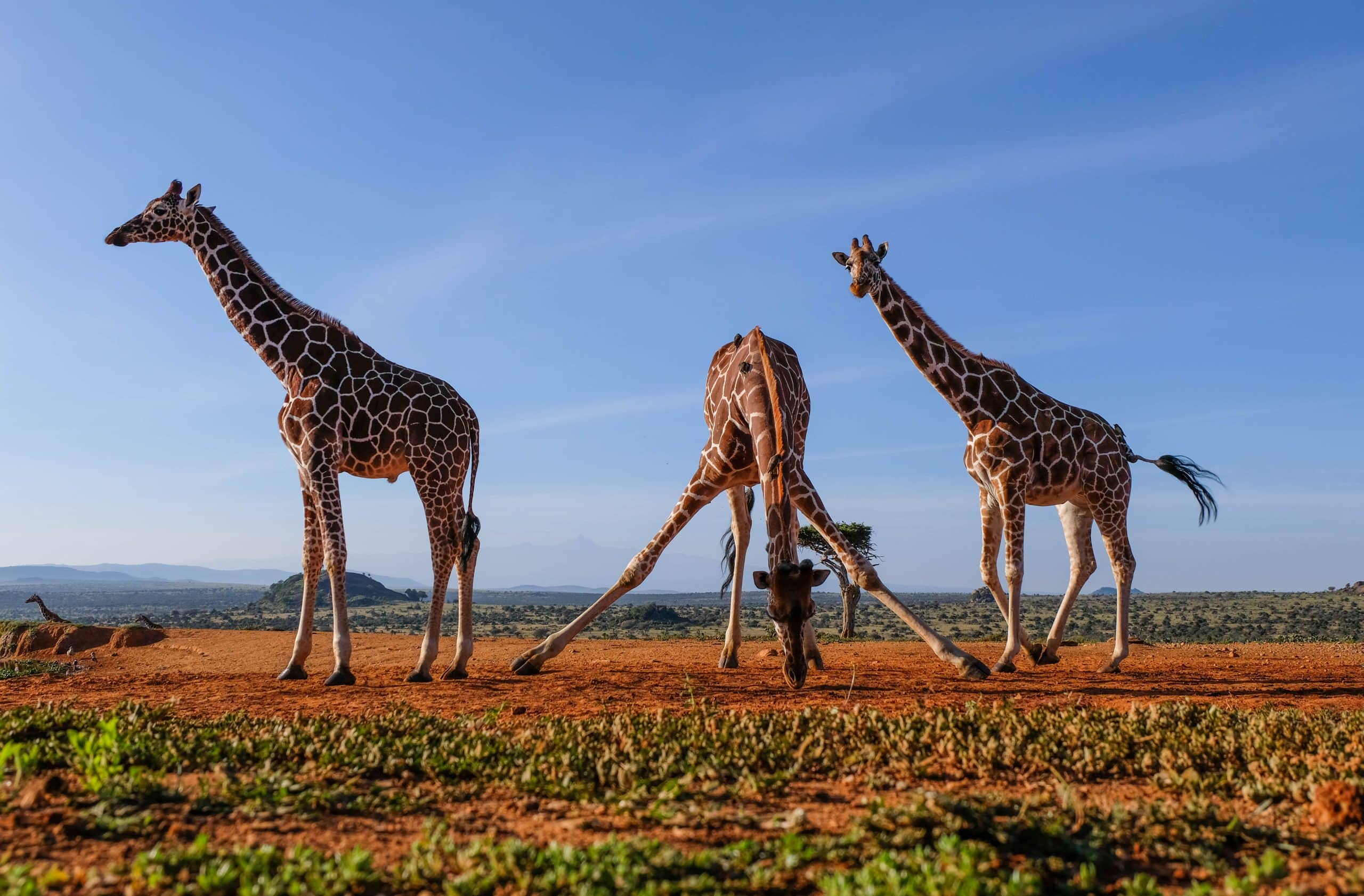 Best Safari Destinations for Night Drives