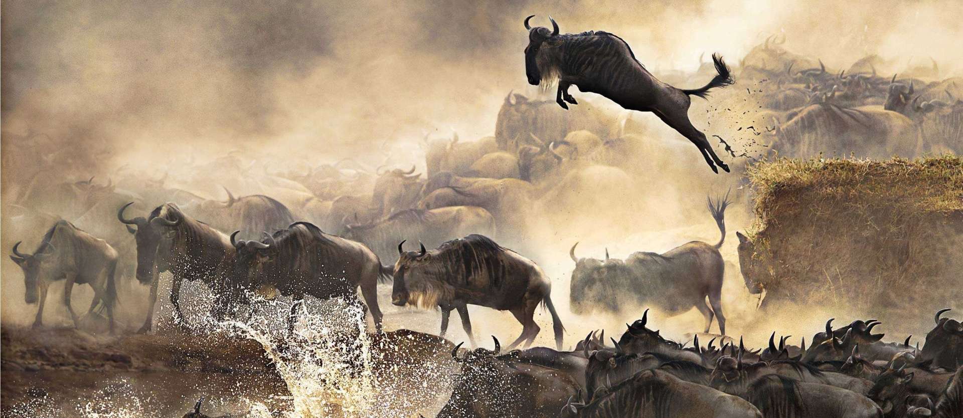 Safari Photography Tips