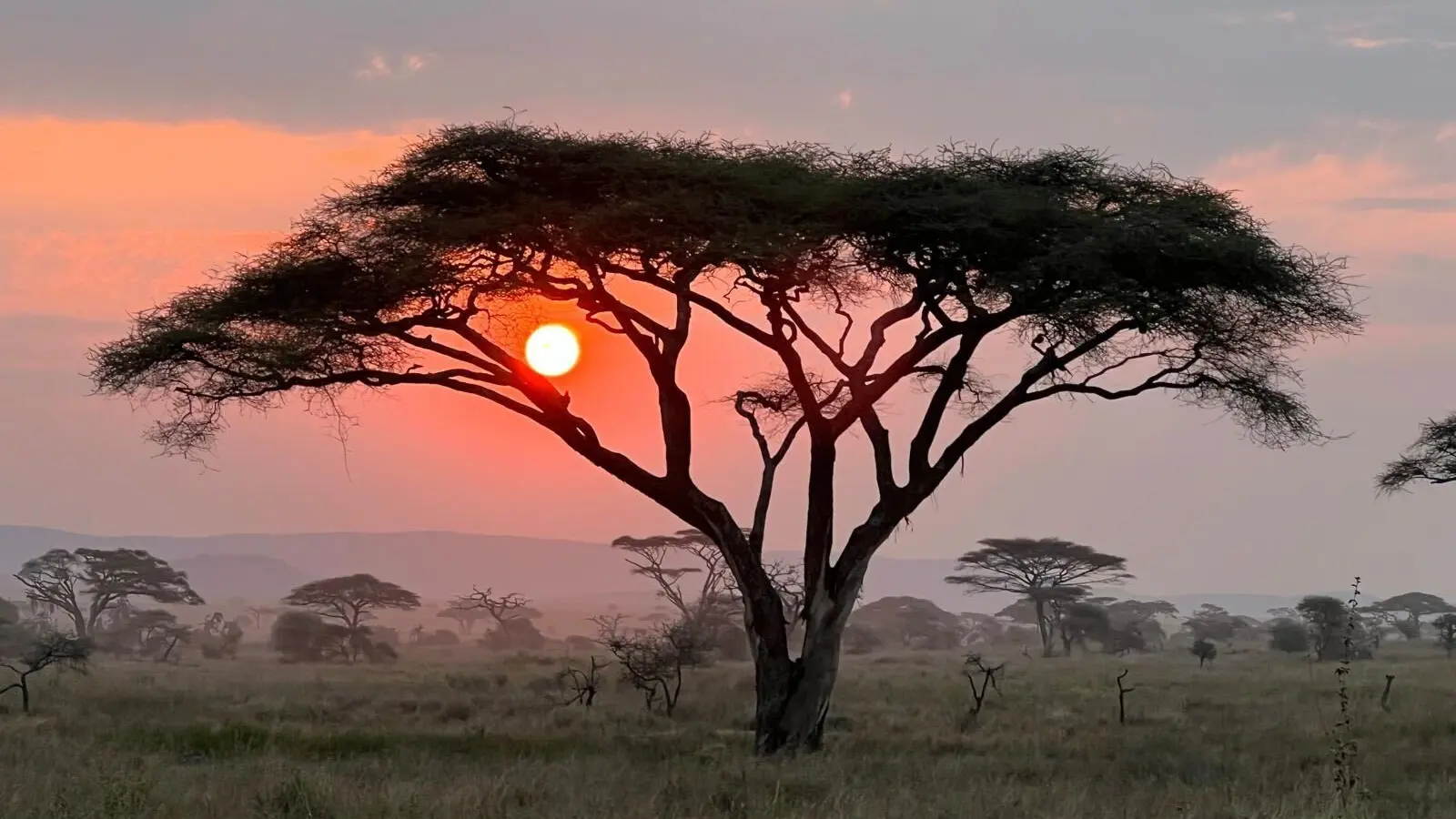 How to Handle Safari Cancellations and Refunds