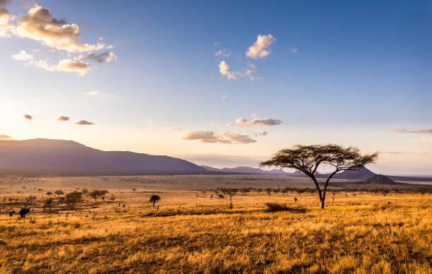Safari Packing Guide
