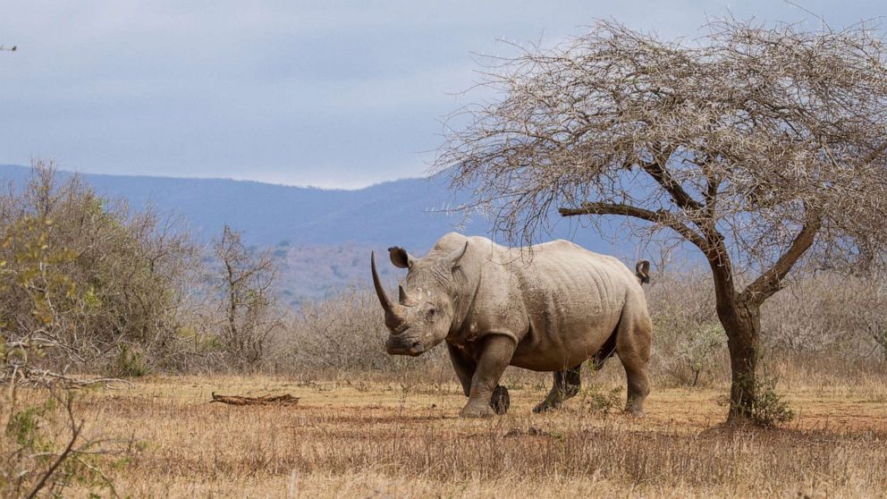 How Safari Operators Build Their Reputation