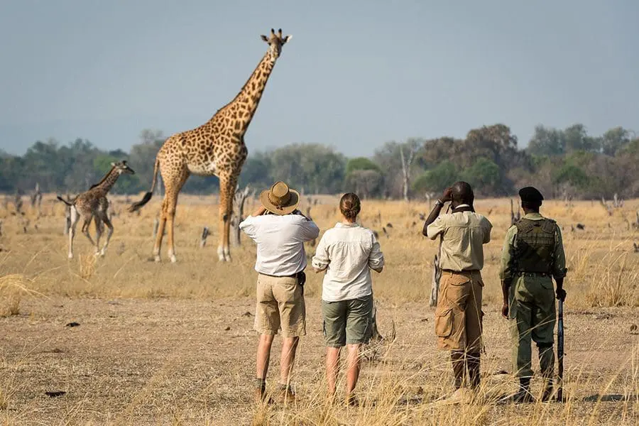 Luxury Safari Treehouse Accommodations